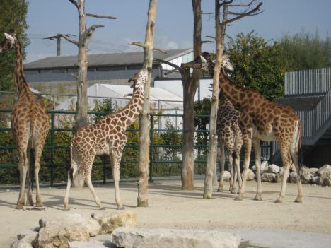 Kinderzoo 006.jpg   33kb   26.03.2021 22:41:28